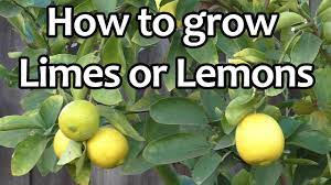 Because of this, the tree should be planted 15 to 20 feet or more away from homes and other buildings, as well as other trees. Growing Limes Or Lemons The Best Limes Or Lemons To Grow In Your Garden Youtube