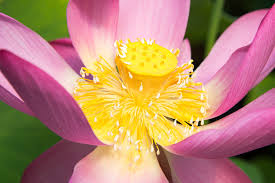 Choose from more than 500 properties, ideal house rentals for families, groups and couples. Hughes Water Gardens Trip Portland Photographic Society