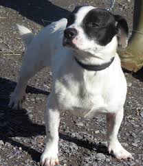 They were popular with working men, in particular coal miners in staffordshire. Patch 2 Year Old Male Jack Russell Terrier Cross Staffordshire Bull Terrier Available For Adoption