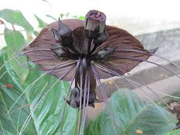 This plant can cost up to $1,500 each. 20 Beautiful Rare Flowers In The World