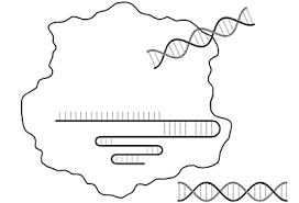 Students were introduced to the idea that different. Crispr Cas Gene Editing Teaching Resources Lse Bio Rad