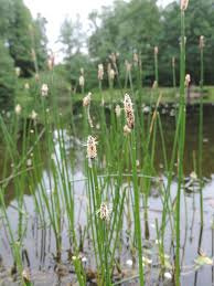 Image result for Eleocharis decoriglumis