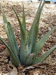 Image result for Aloe christianii