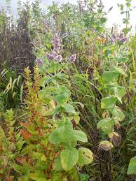 Image result for Mentha aquatica