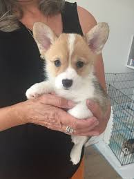 One of the two welsh corgi dogs, the other being the pembroke welsh, this one appears to be one of the ancient breeds originating in the british isles. Corgi Puppies Dogs Puppies For Rehoming Nanaimo Ohmy