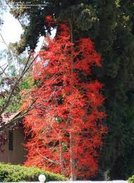 By summer the trees are all leaves and no flowers. Plantfiles Pictures Brachychiton Species Flame Bottletree Flame Kurrajong Illawara Flame Tree Brachychiton Acerifolius By Kell