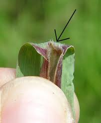 Image result for Leptochloa uniflora