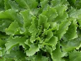 Welcome to the land of dark leafy greens. Escarole Schiana Organic Adaptive Seeds
