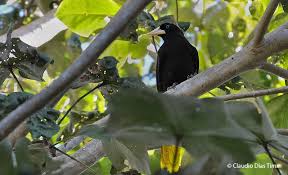 Image result for Dolichos pseudocajanus