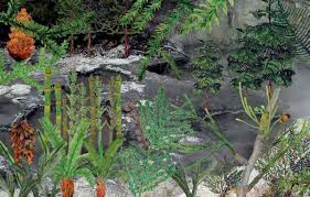 Image result for Cyathea thomsonii