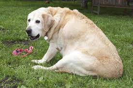 Chubby Labrador Retrievers May Be Genetically Predisposed To Obesity Wired Uk
