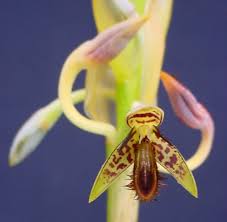 Image result for Bulbophyllum schinzianum