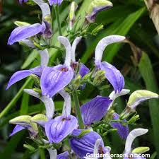 Image result for Brillantaisia owariensis