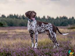 Parents have worked over guns. German Shorthaired Pointer Dog Breed Ukpets