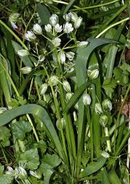 Image result for Behniaceae