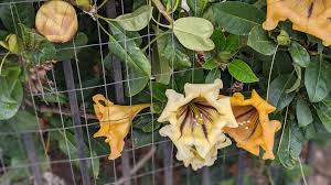 What flowers are associated with love. Golden Chalice Properties I Love These Huge Flowers But All I M Finding In My Research Is That They Re Hallucinogenic And Associated With Dark Magick Because Of That Aspect Witchcraft