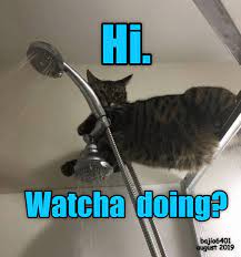 Just Being Nosey Https Cheezburger Com 9351457280 Funny Cat Memes Funny Cat Pictures Funny Cats