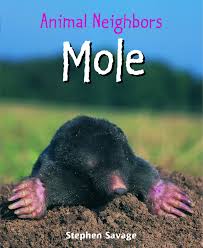 Mole (animal) or true mole, mammals in the family talpidae, found in eurasia and north america. Buy Mole Animal Neighbors Book Online At Low Prices In India Mole Animal Neighbors Reviews Ratings Amazon In