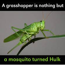 A Grasshopper Humor Grasshopper Funny