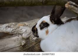 Image result for tbn:nuNU7FPK4A54yM::rvforsaleguide.com/images/bunny-resting-picture.jpg