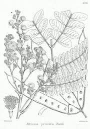 Image result for Albizia antunesiana