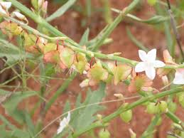 Image result for Oxygonum