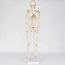Lessons on the skeletal system (upper limb, lower limb, skull, vertebrae, rib, and sternum bones). 34 Inch Human Skeleton Model
