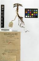 Image result for Ancistrorhynchus tenuicaulis