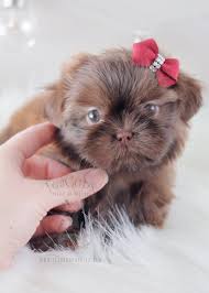Buy shih tzu puppies and get the best deals at the lowest prices on ebay! Black And White Shih Tzu Puppies For Sale By Teacups Teacup Puppies Boutique