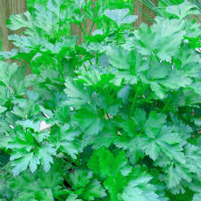 Image result for Petroselinum