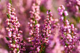 Check spelling or type a new query. 7 Best Winter Flowering Plants For Your Garden