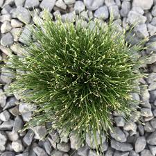 Image result for Eleocharis caduca