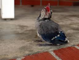 Download baby dinosaur stock photos. 7 Year Old Florence Boy With Sensory Disorder Takes Care Of Baby Blue Jay Local News Scnow Com