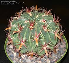 Slow growing to start but does well under cultivation. Plantfiles Pictures Ferocactus Species Devil S Tongue Barrel Crow S Claw Cactus Fish Hook Cactus Ferocactus Latispinus By Xenomorf