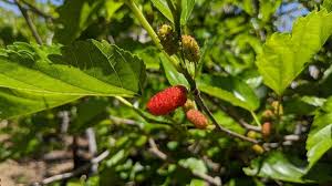 California tropical additionally provides the fuji apple tree in an espalier configuration, convenient for smaller landscaped spaces or incorporation in trellis designs. California Tropical Fruit Tree 116 Photos 34 Reviews Nurseries Gardening 2081 Elevado Rd Vista Ca United States Phone Number Yelp