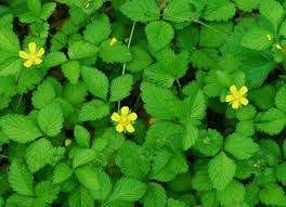 Image result for Duchesnea indica