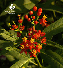 Native Milkweed Asclepias Curassavica Austin Texas Is A Nectar Host For All Butterflies And A Breeding Ground For Monarc Trees To Plant Plants Butterfly Garden