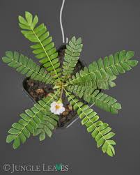 Image result for Biophytum