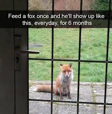 Funny Animal Memes Of The Day 22 Pics Funny Wild Animals Funny Animals Cute Animals
