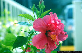 Use them in commercial designs under lifetime, perpetual & worldwide rights. 50 Flowers Wallpapers For Desktop Free Download On Wallpapersafari