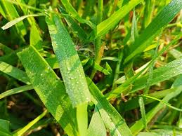 Image result for Poa