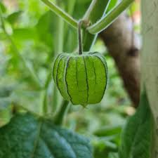 Image result for Physalis peruviana
