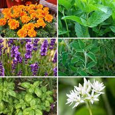 Maybe you would like to learn more about one of these? 10 Plants Mosquitoes Hate And Repel Them Naturally Diy Crafts