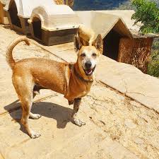 We did not find results for: Fundacion Esperanza Animal Home Facebook