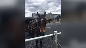 The two screening centres will offer tests priced between €99 and €159. Pennsylvania Clinic Is Bringing The Amish Drive Through Coronavirus Testing For Their Horse And Buggies Cnn