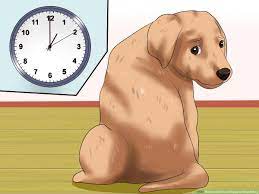 4 Ways To Get Your Puppy To Stop Biting Wikihow