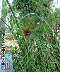 Image result for Cyperus dives