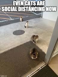 Pin By Cathy Briggs On Funny Animals Cute Animal Memes Funny Animals Cute Funny Animals