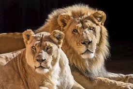 Herzlich willkommen im löwen center leipzig! Usa Lowen Parchen Nach 21 Jahren Gemeinsam Eingeschlafert