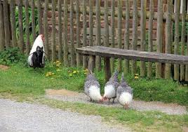 Boo :( my ultimate goal is to put in a real wire fence but i don't have available cash or time to put it in at the moment but i won't be able to garden at all if i don't do something. How To Keep Chickens Out Of Your Garden Sorry Chicken